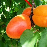 APRICOT – Prunus armeniaca