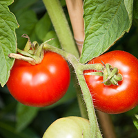 Domates – Solanum lycopersicum
